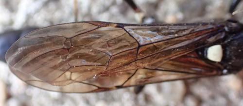 Amblyjoppa proteus